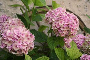 garden1