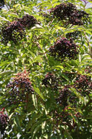 garden2