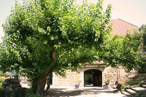garden6