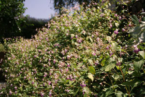 garden5
