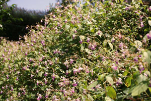 garden4