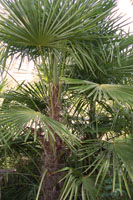 garden3