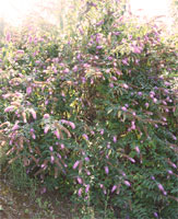garten8