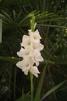 garden14
