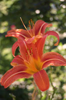 garden11