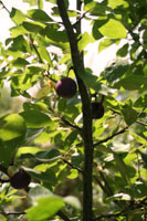 garden10
