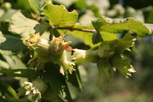 garden15