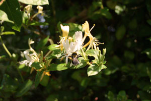 garten16