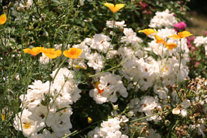 garden18