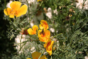 garden19