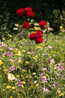 garden20