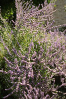 garden22