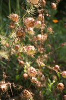garden23