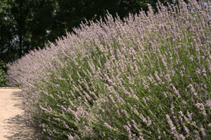 garden25