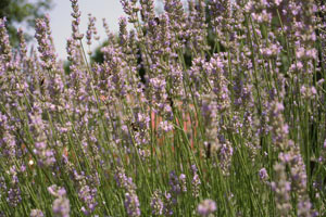 garden26