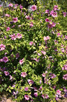 garden24