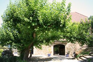 Hotel Restaurant with Mulberry tree